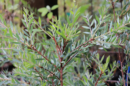 *RETAIL - Callistemon pallidus 'Lilac'