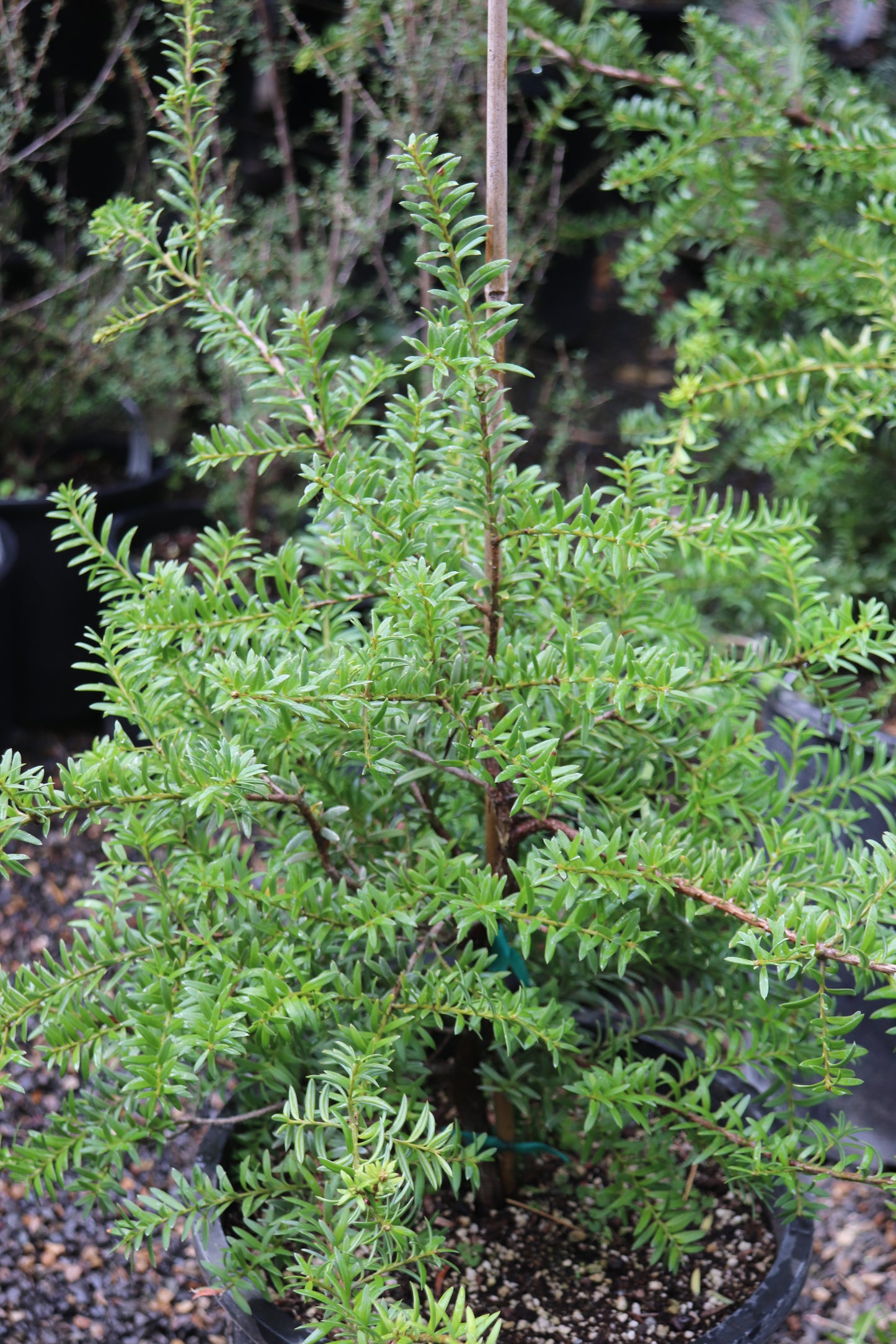 *RETAIL - Podocarpus totara x nivalis