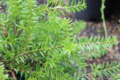 *RETAIL - Podocarpus totara x nivalis