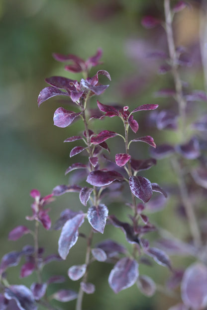 Pittosporum tenuifolium 'County Park Dwarf'