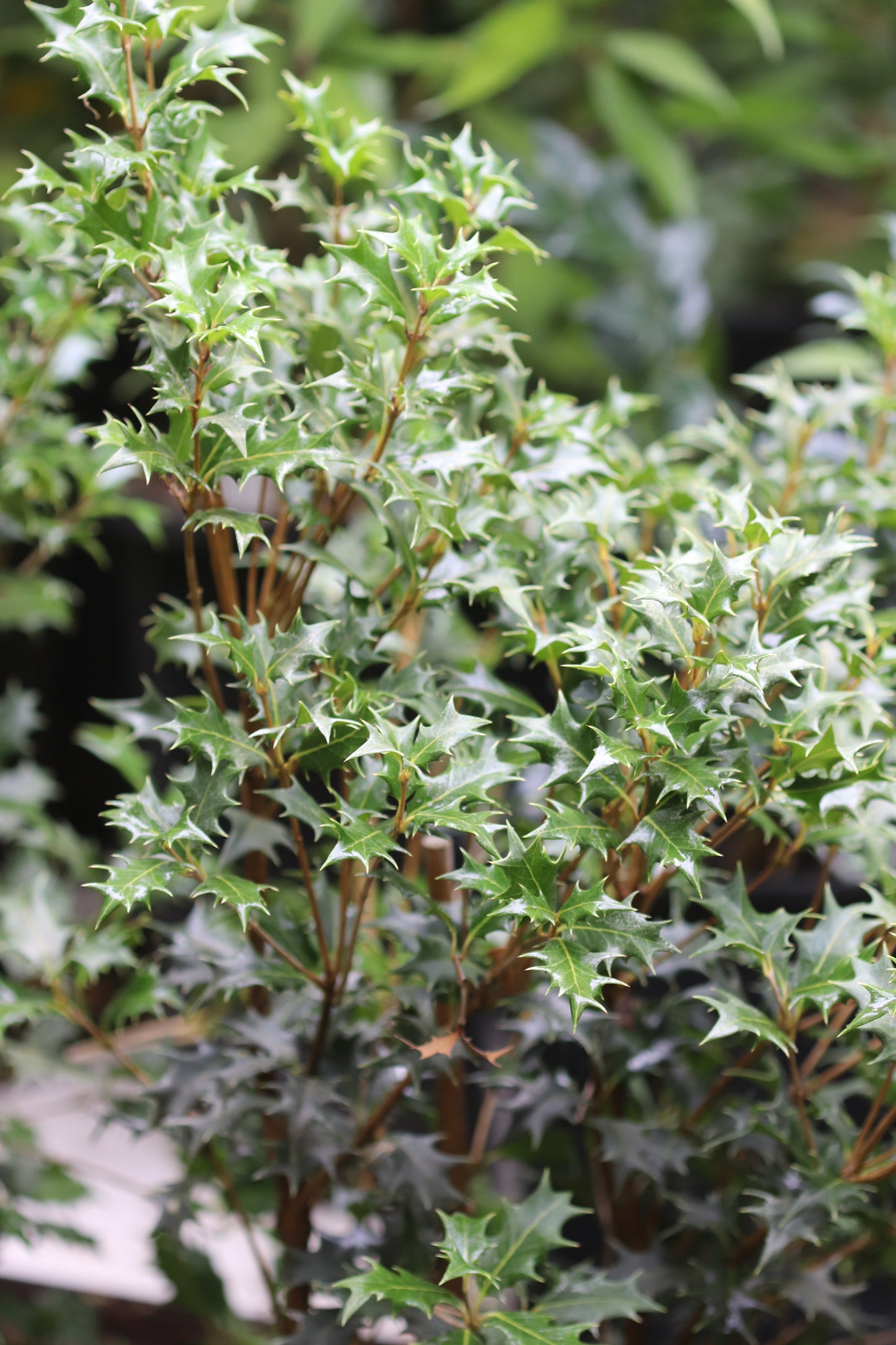 *RETAIL - Osmanthus heterophyllus 'Gulftide'