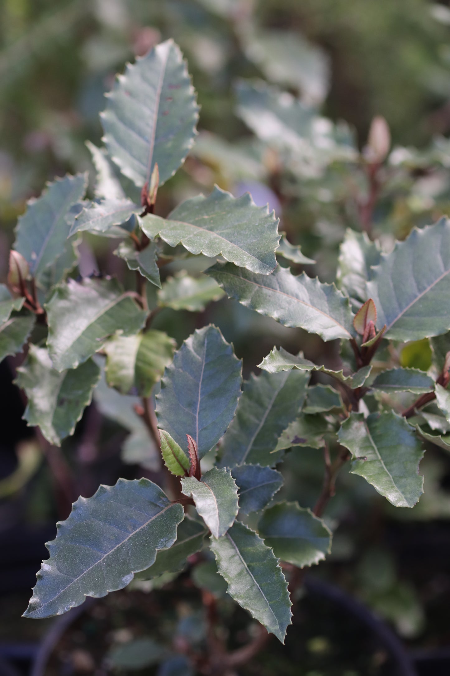 *RETAIL - Olearia macrodonta UCSC 1991.585