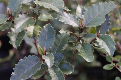 *RETAIL - Olearia macrodonta UCSC 1991.585