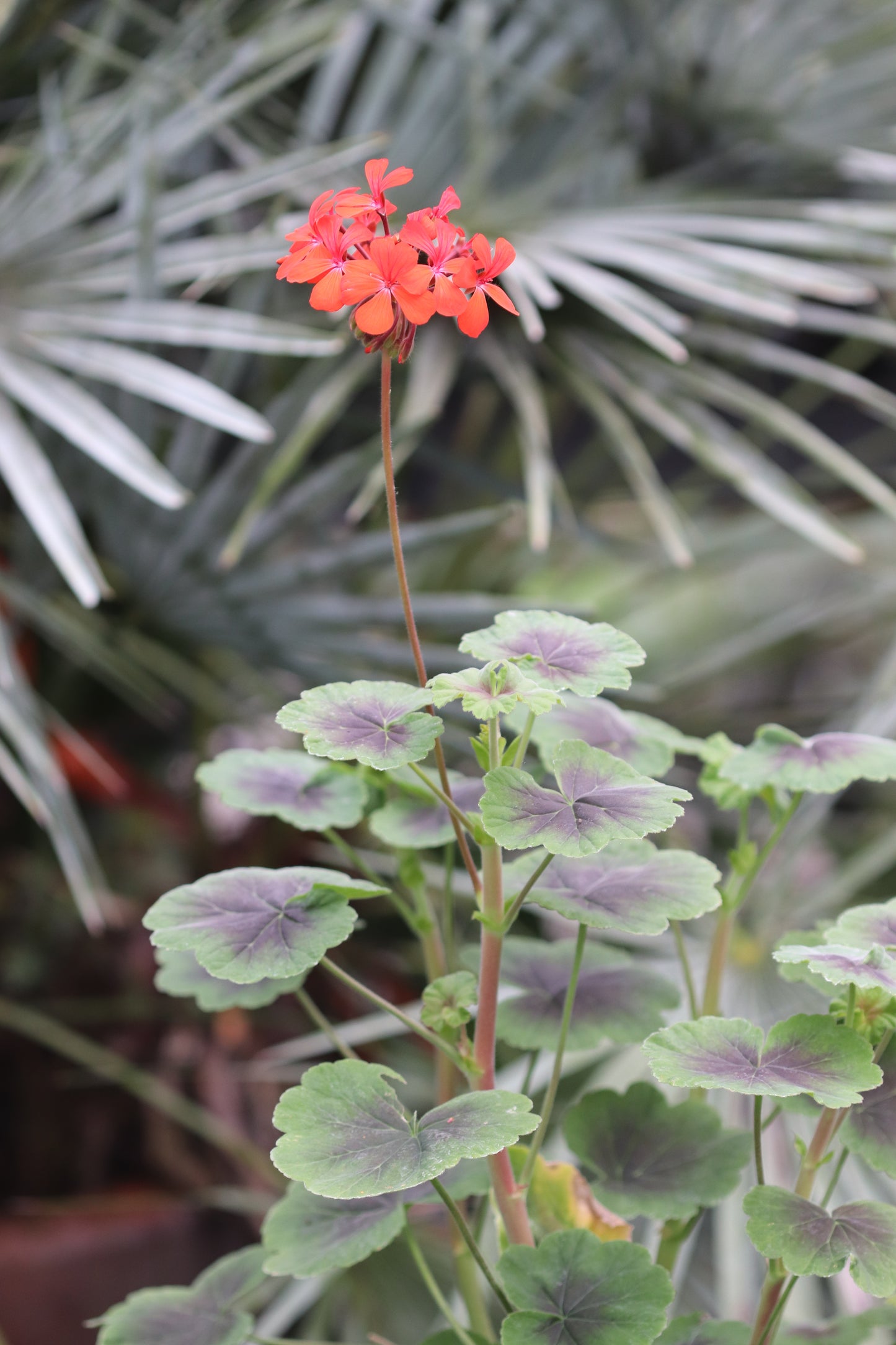 *RETAIL - Pelargonium 'Tijuana Bronze'