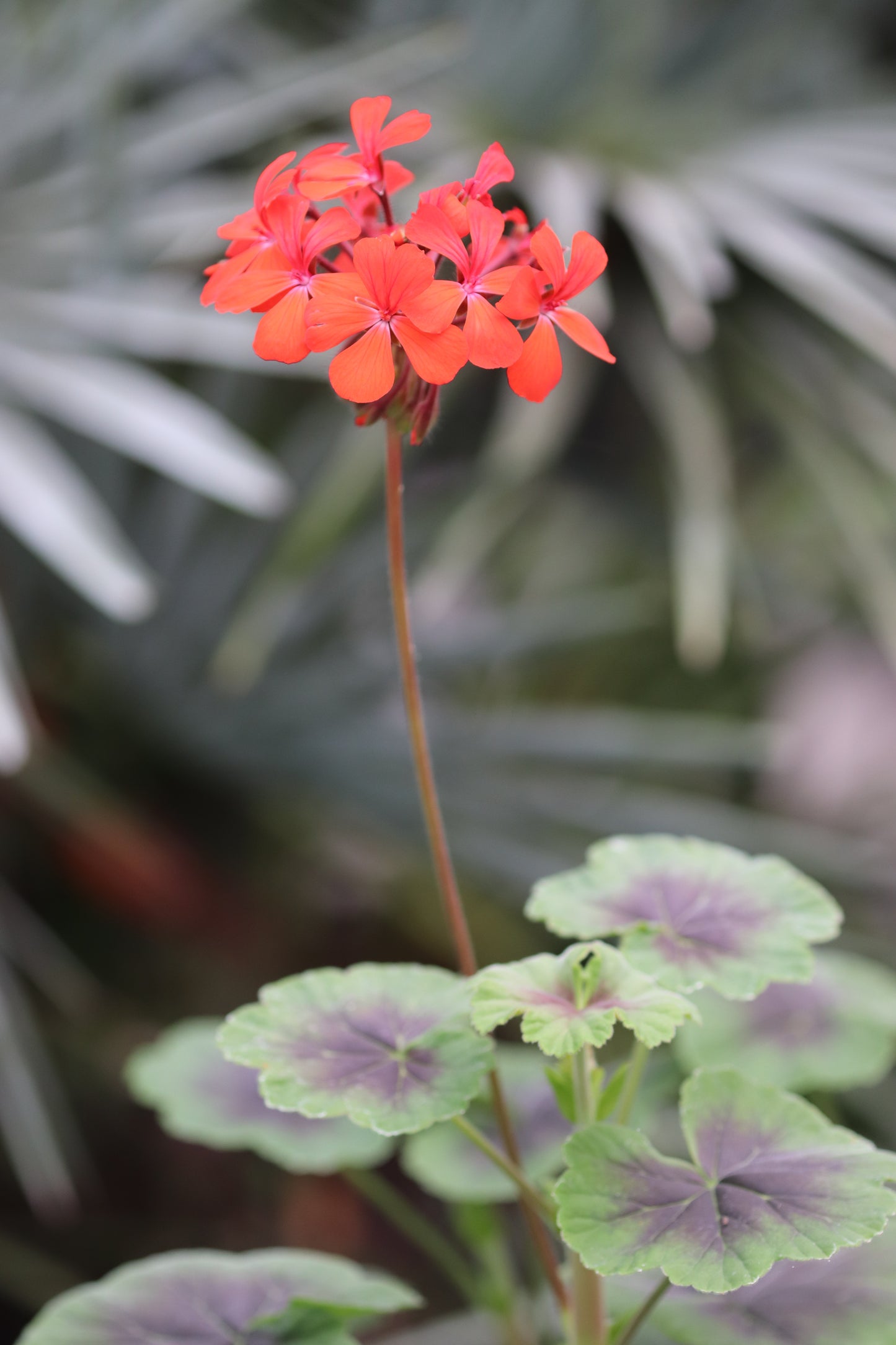 *RETAIL - Pelargonium 'Tijuana Bronze'