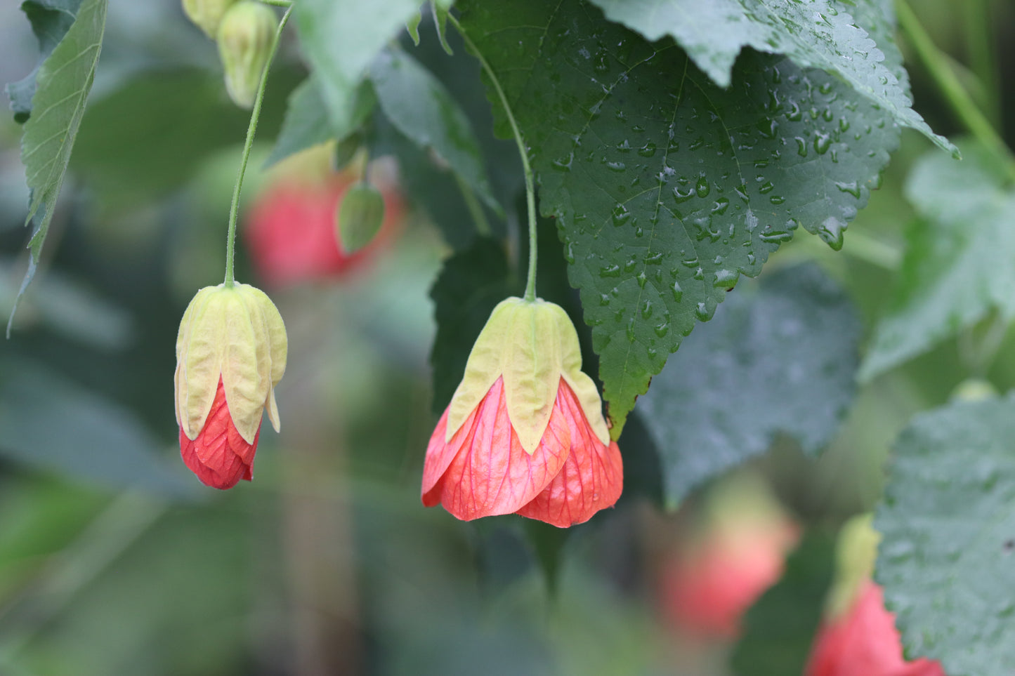 *RETAIL - Abutilon x 'Cristina'