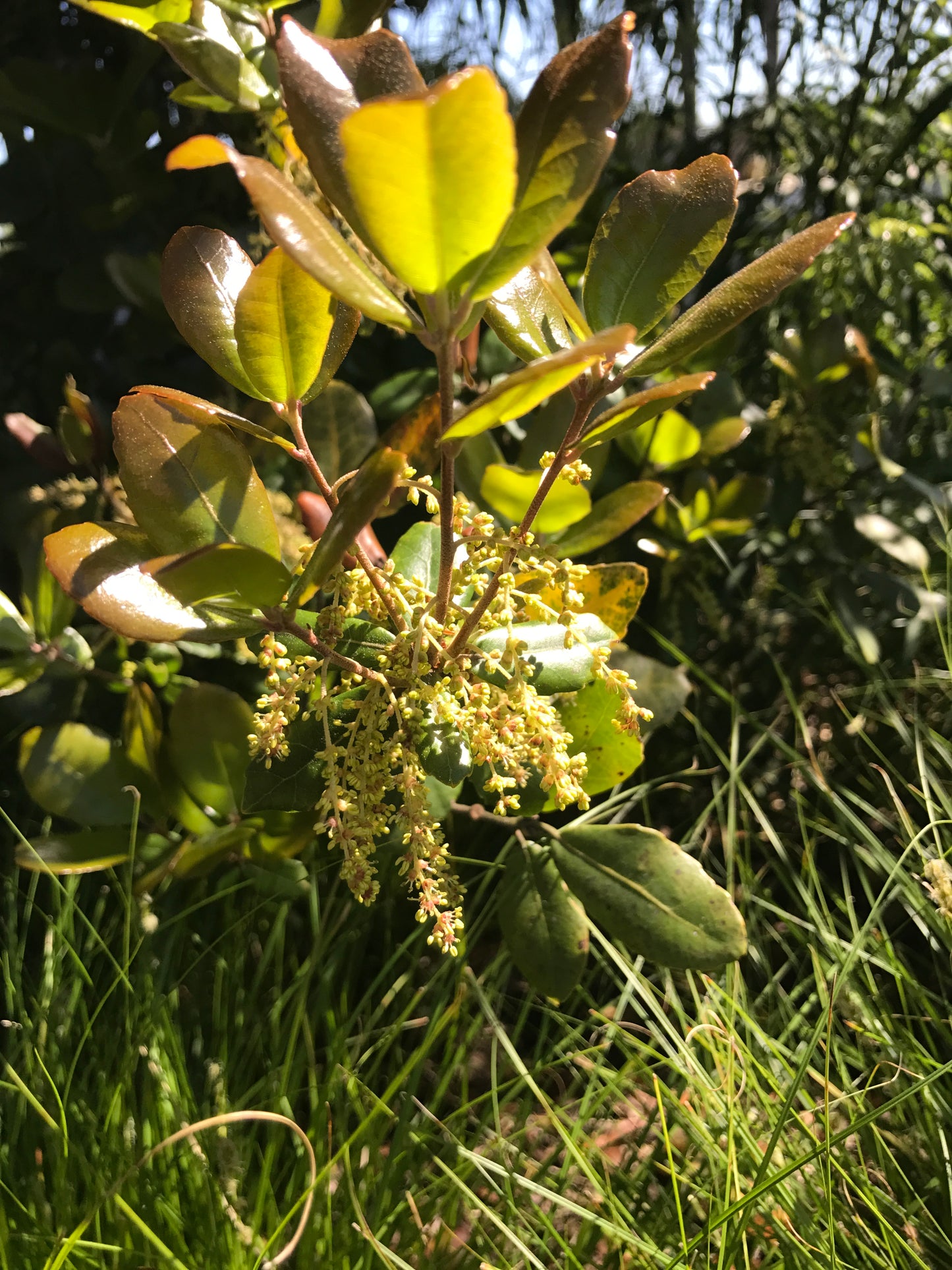 Quercus phillyreoides [Gifu Prefecture]