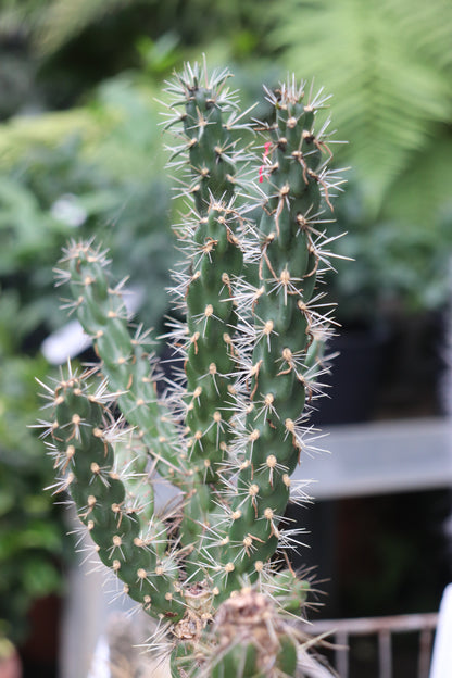 *RETAIL - Opuntia imbricata 'Tim's Purple'