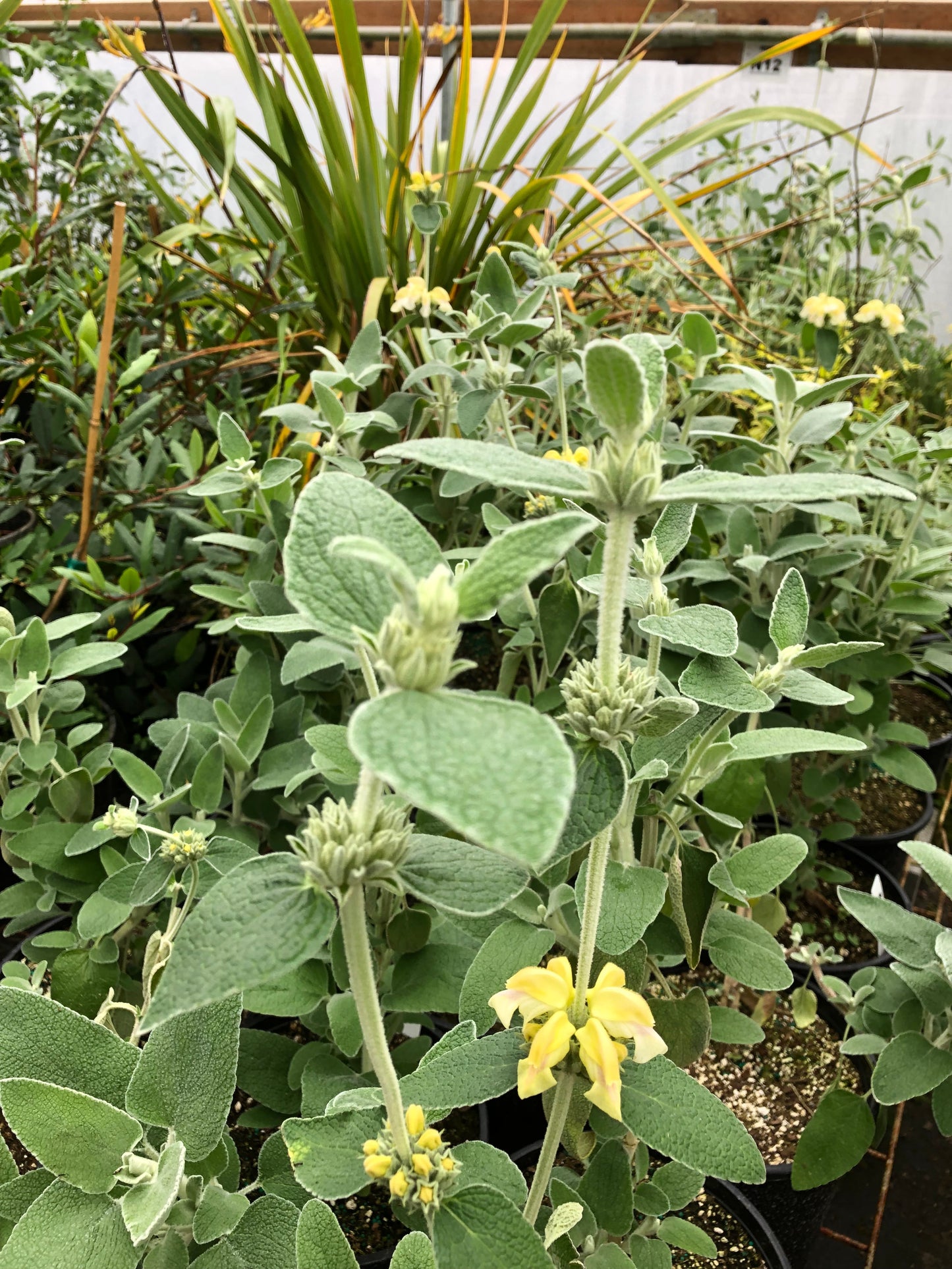 *RETAIL - Phlomis x margaritae