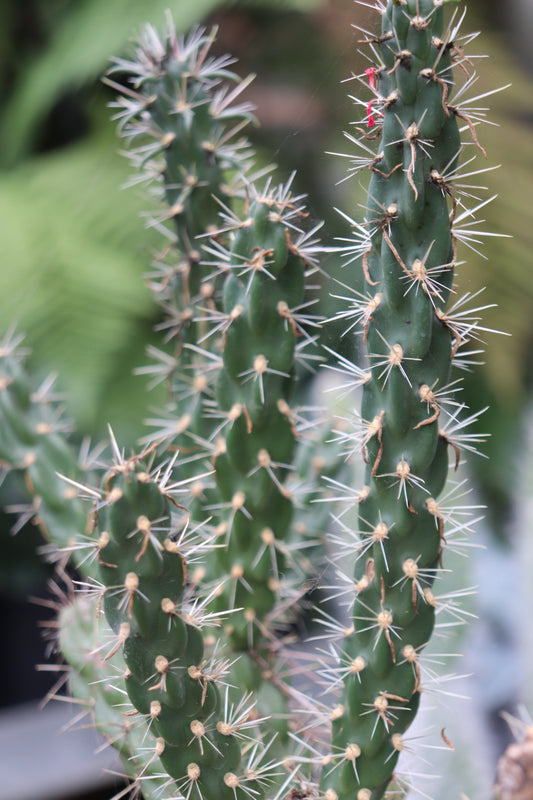 *RETAIL - Opuntia imbricata 'Tim's Purple'