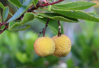 *RETAIL - Arbutus unedo 'Elfin King'