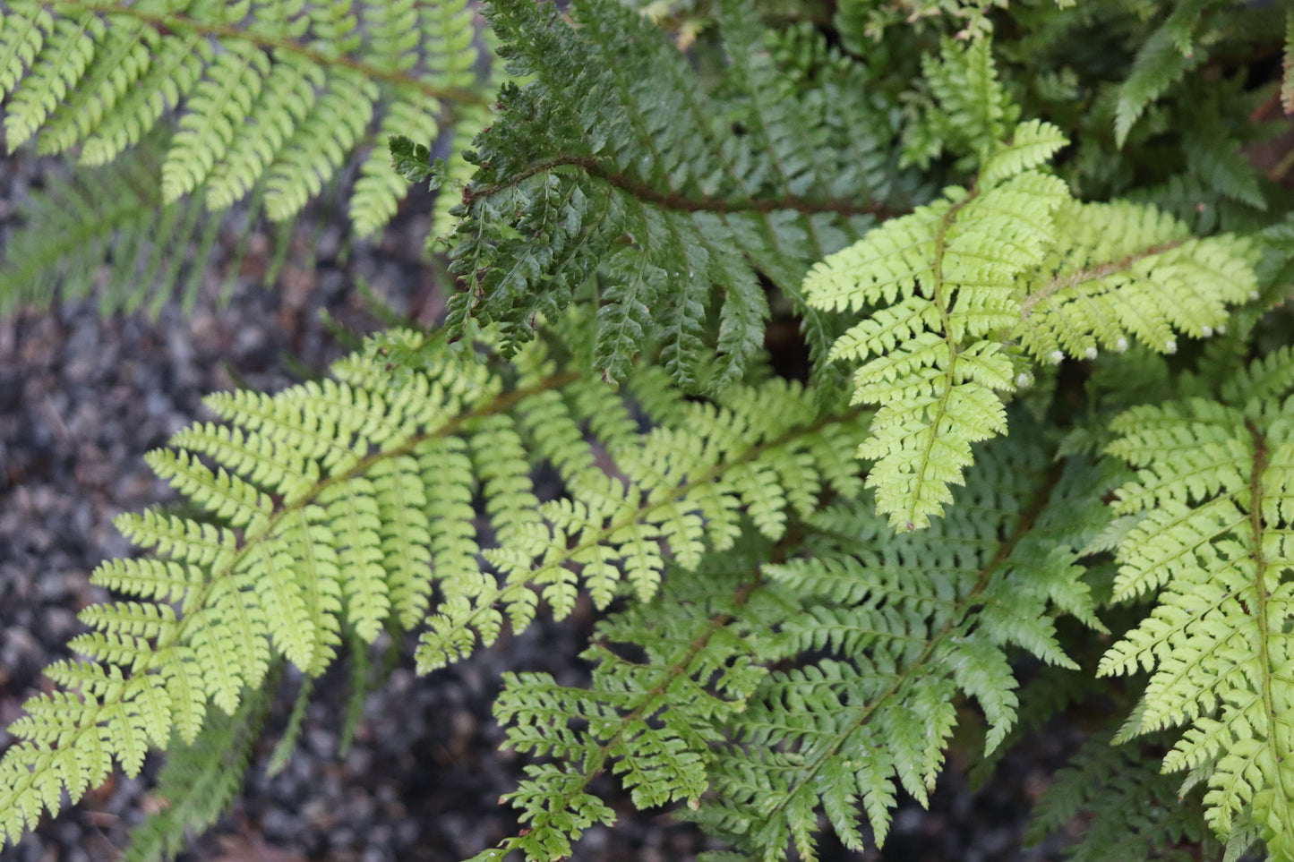 *RETAIL - Polystichum setiferum