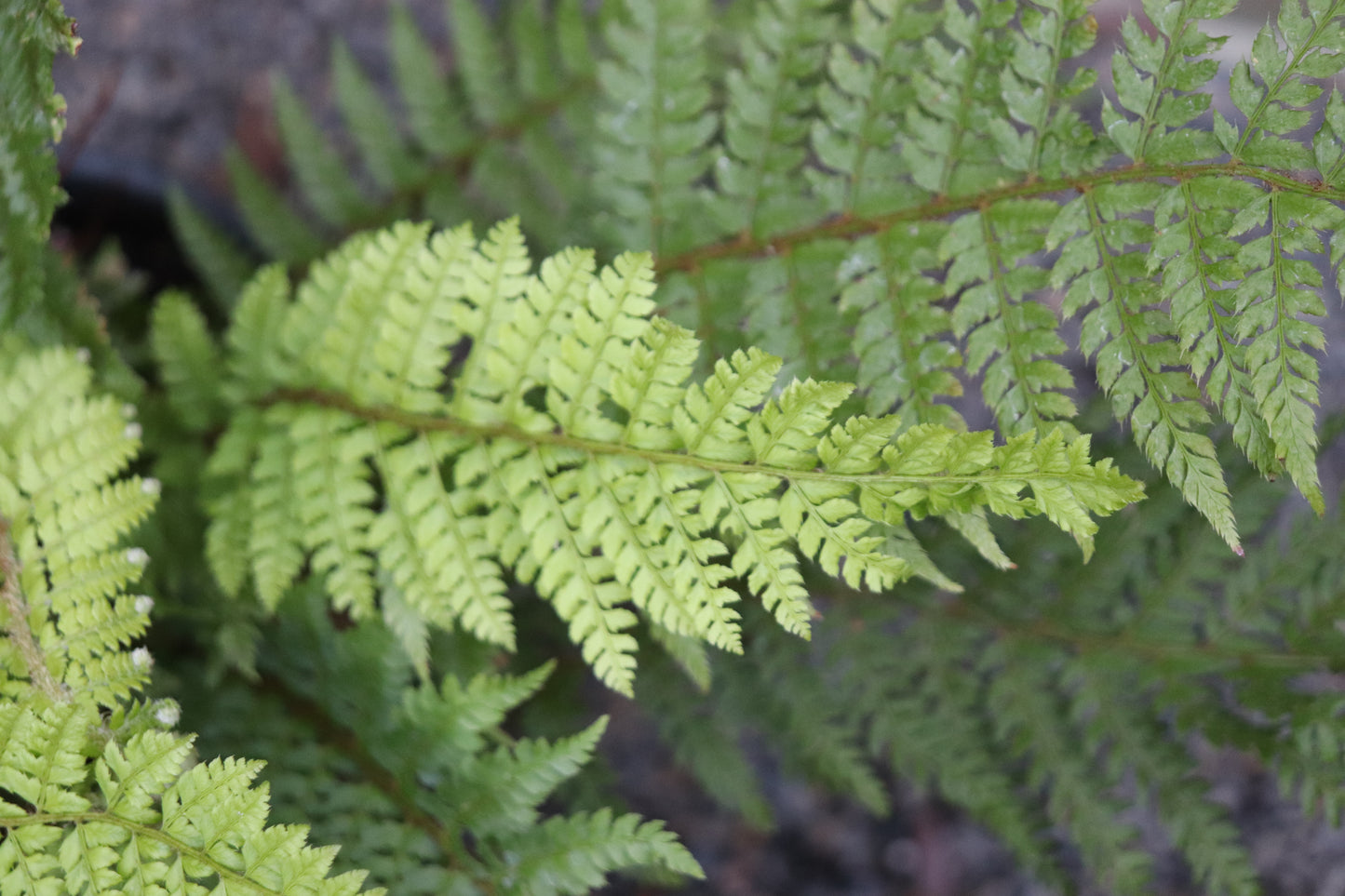 *RETAIL - Polystichum setiferum