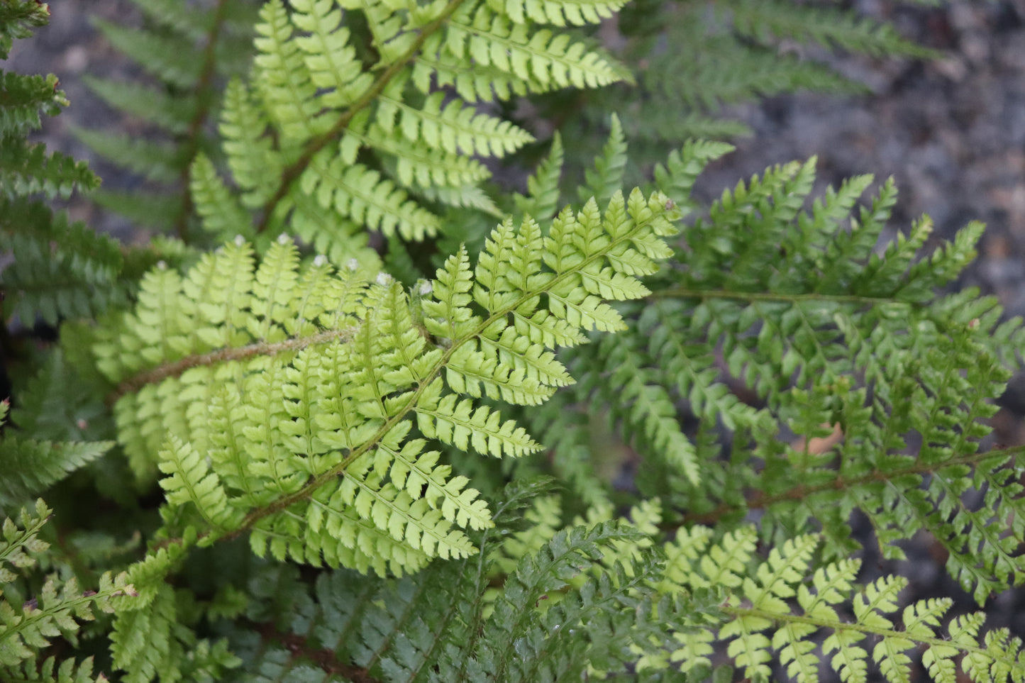 *RETAIL - Polystichum setiferum