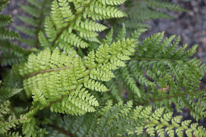 *RETAIL - Polystichum setiferum