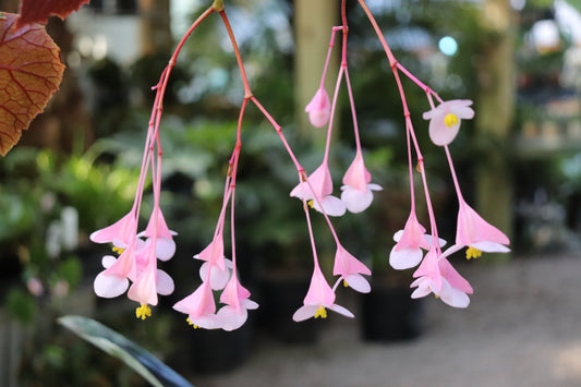 *RETAIL - Begonia grandis ssp. grandis - dark red