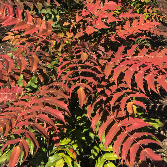 *RETAIL - Mahonia x media 'Winter Sun'