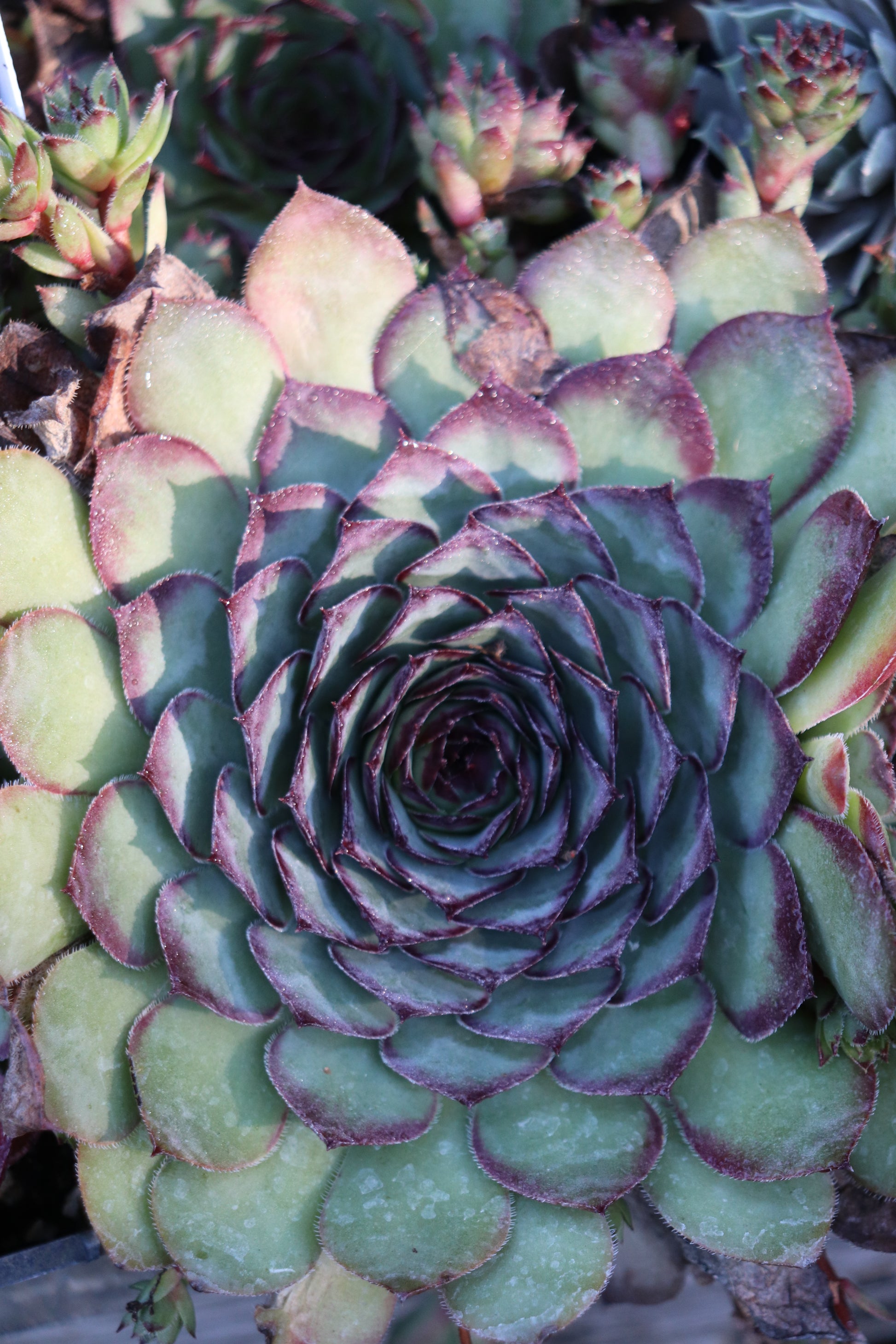 succulent sempervivum flower Sempervivum 'Memento' – Cistus Nursery