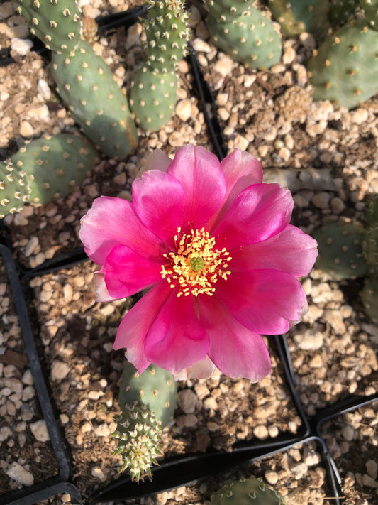 *RETAIL - Opuntia fragilis (debreczyi) 'Nearly Famous'