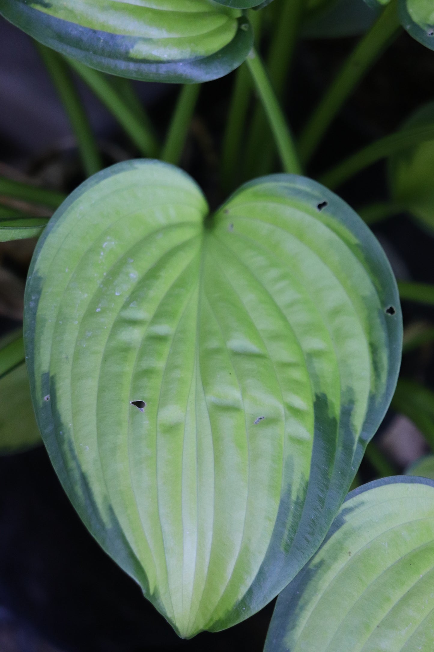 *RETAIL - Hosta 'Rainforest Sunrise'