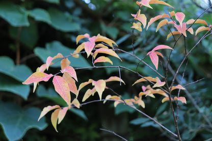 *RETAIL - Lagerstroemia chekiangensis