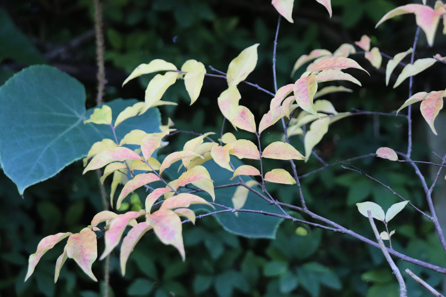 *RETAIL - Lagerstroemia chekiangensis