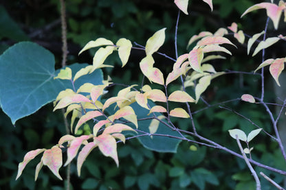 *RETAIL - Lagerstroemia chekiangensis