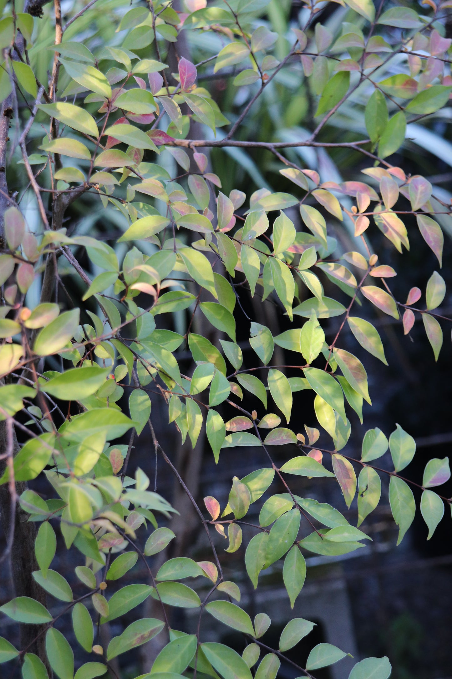 *RETAIL - Lagerstroemia chekiangensis