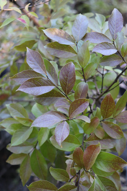 *RETAIL - Lagerstroemia 'Natchez' - multi-trunked