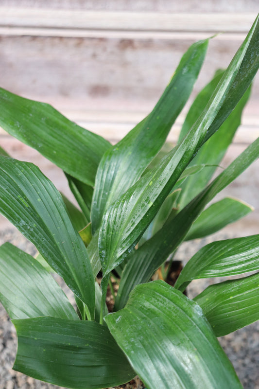 *RETAIL - Aspidistra retusa 'Nanjing Green'