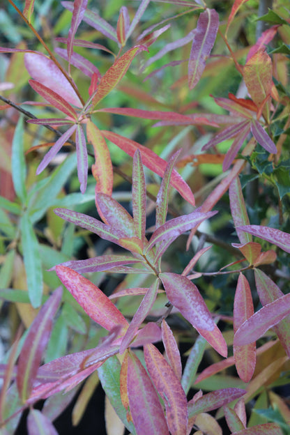 *RETAIL - Quercus phellos