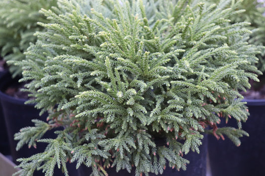 *RETAIL - Cryptomeria japonica 'Little Diamond'