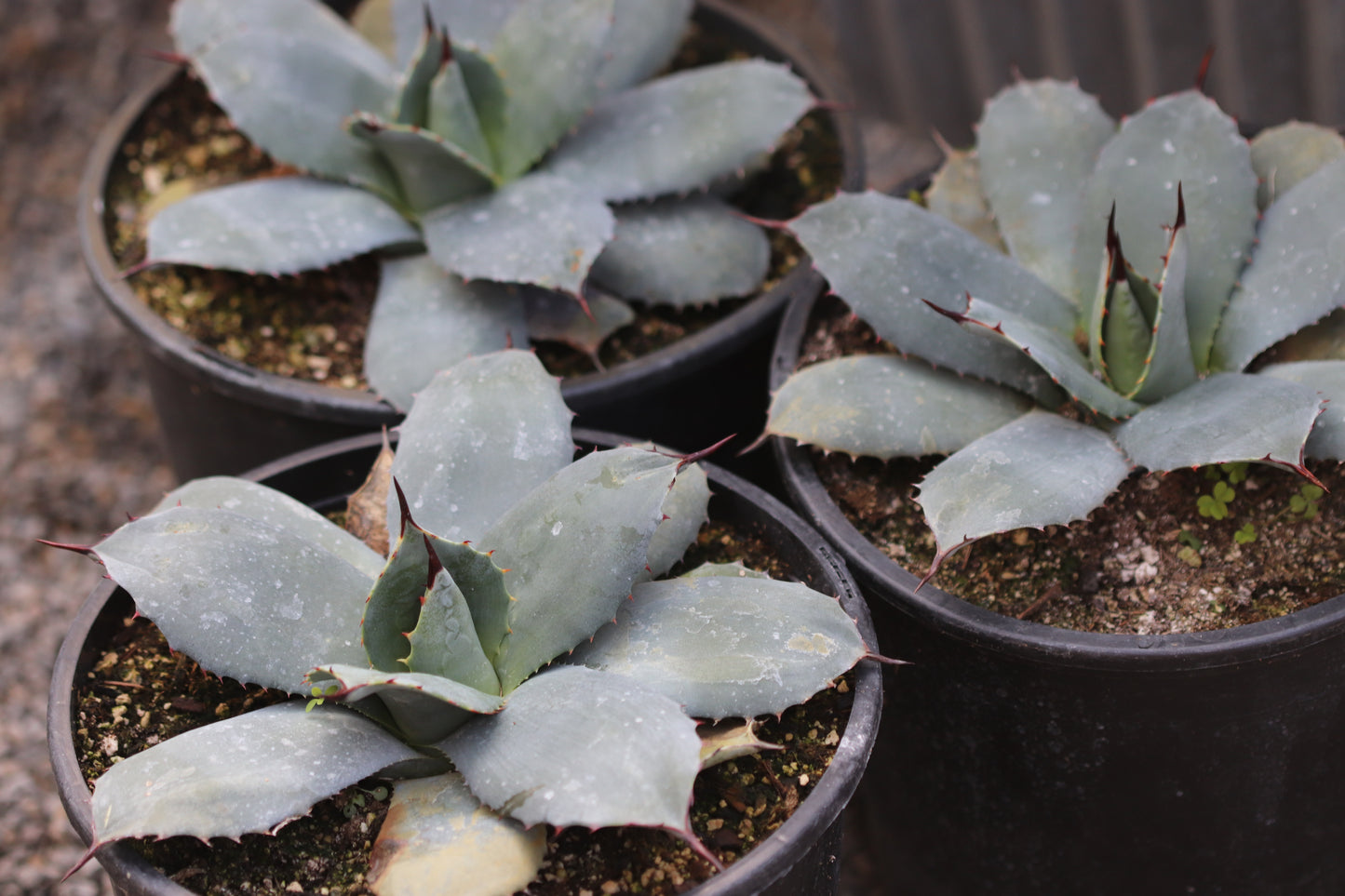 *RETAIL - Agave parryi 'J.C. Raulston'