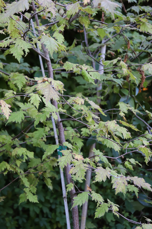 *RETAIL - Corylus avellana 'Burgundy Lace'