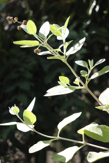 *RETAIL - Buddleja x 'Peter'