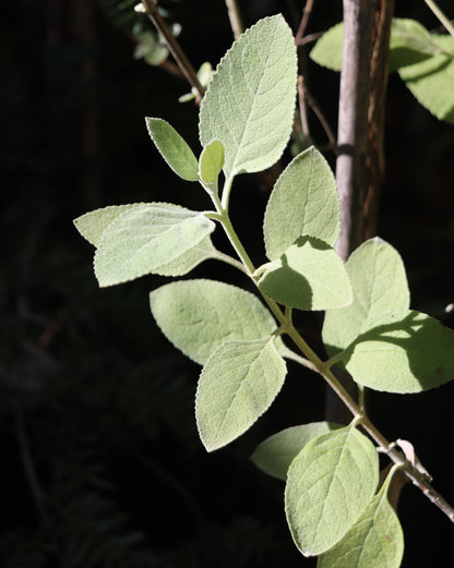 *RETAIL - Buddleja x 'Peter'