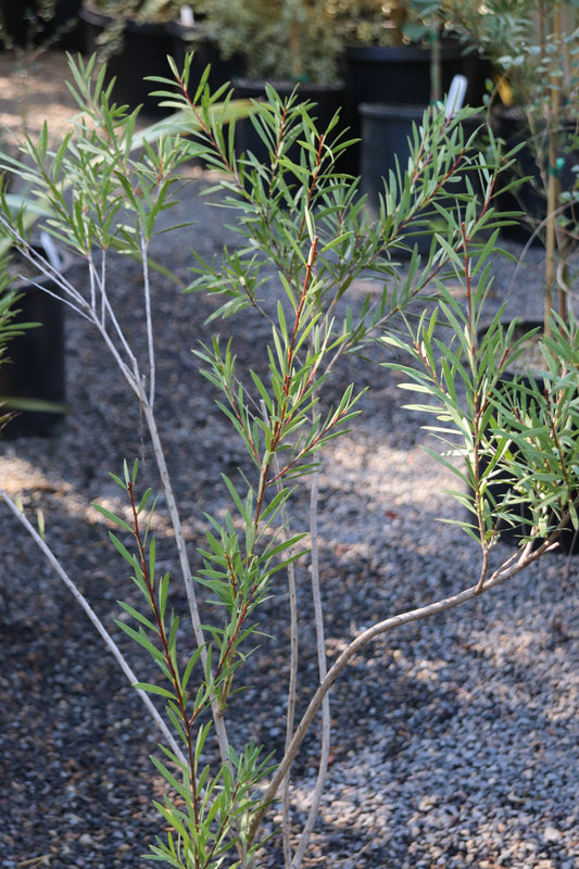 *RETAIL - Callistemon pallidus 'Eleanor'