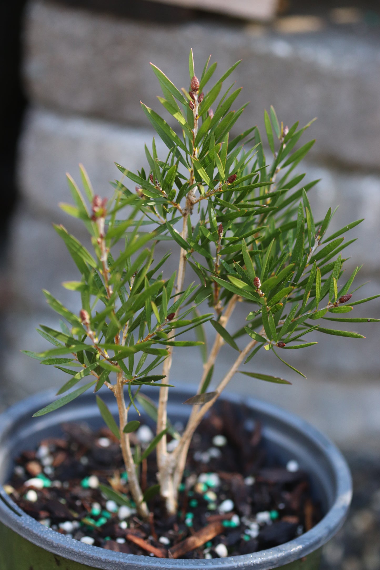 *RETAIL - Callistemon 'Wetland's Challenged Mutant'