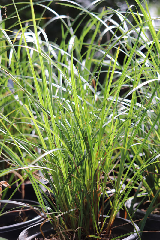 *RETAIL - Carex obnupta