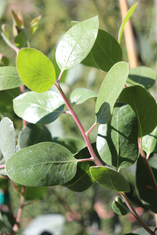 *RETAIL - Arctostaphylos manzanita 'Willow Creek Blue'