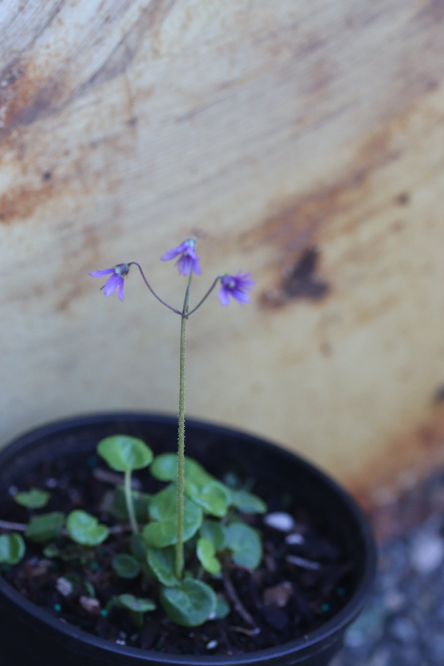 *RETAIL - Soldanella villosa
