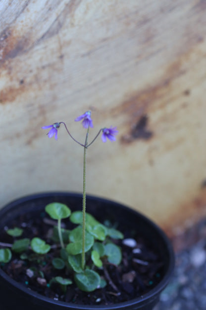 *RETAIL - Soldanella villosa