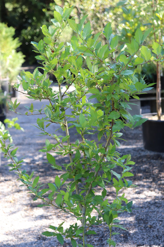 *RETAIL - Crataegus mexicana