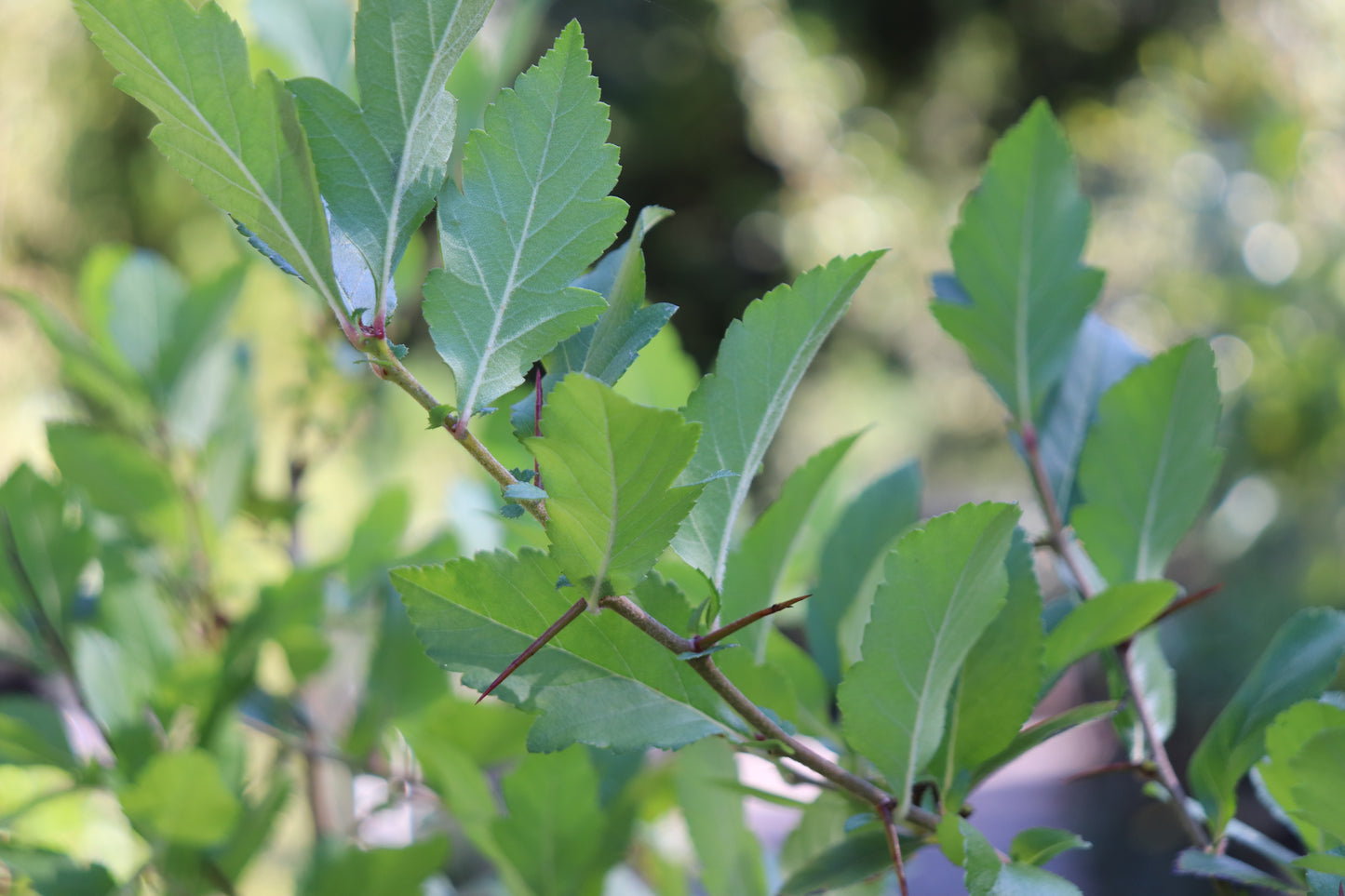 *RETAIL - Crataegus mexicana