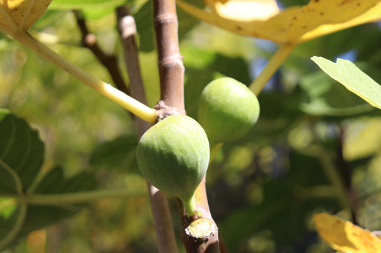 *RETAIL - Ficus carica 'Ischia'