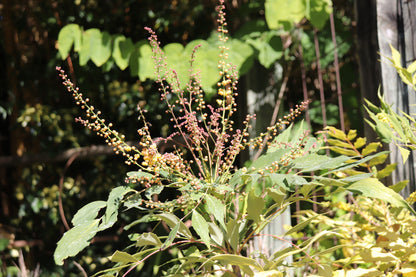 Mahonia x savilliana