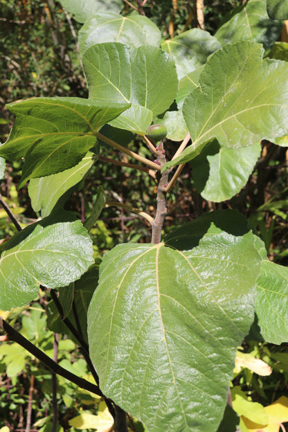 *RETAIL - Ficus carica x palmeri