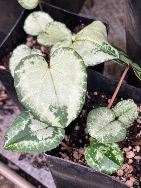 *RETAIL - Cyclamen hederifolium - [Silver arrow]
