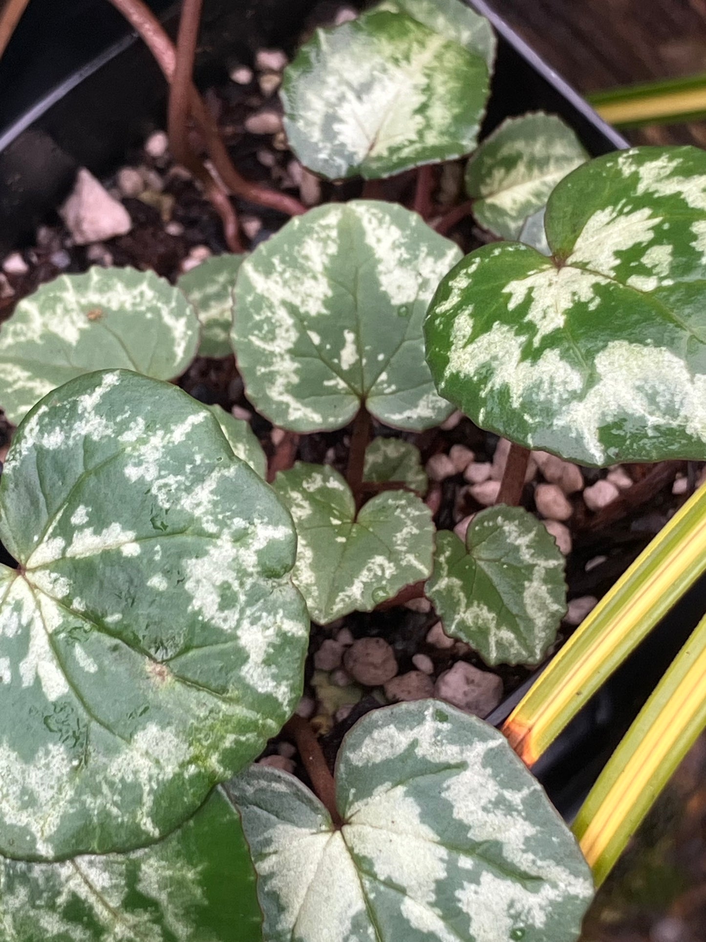 *RETAIL - Cyclamen hederifolium - [Silver arrow]