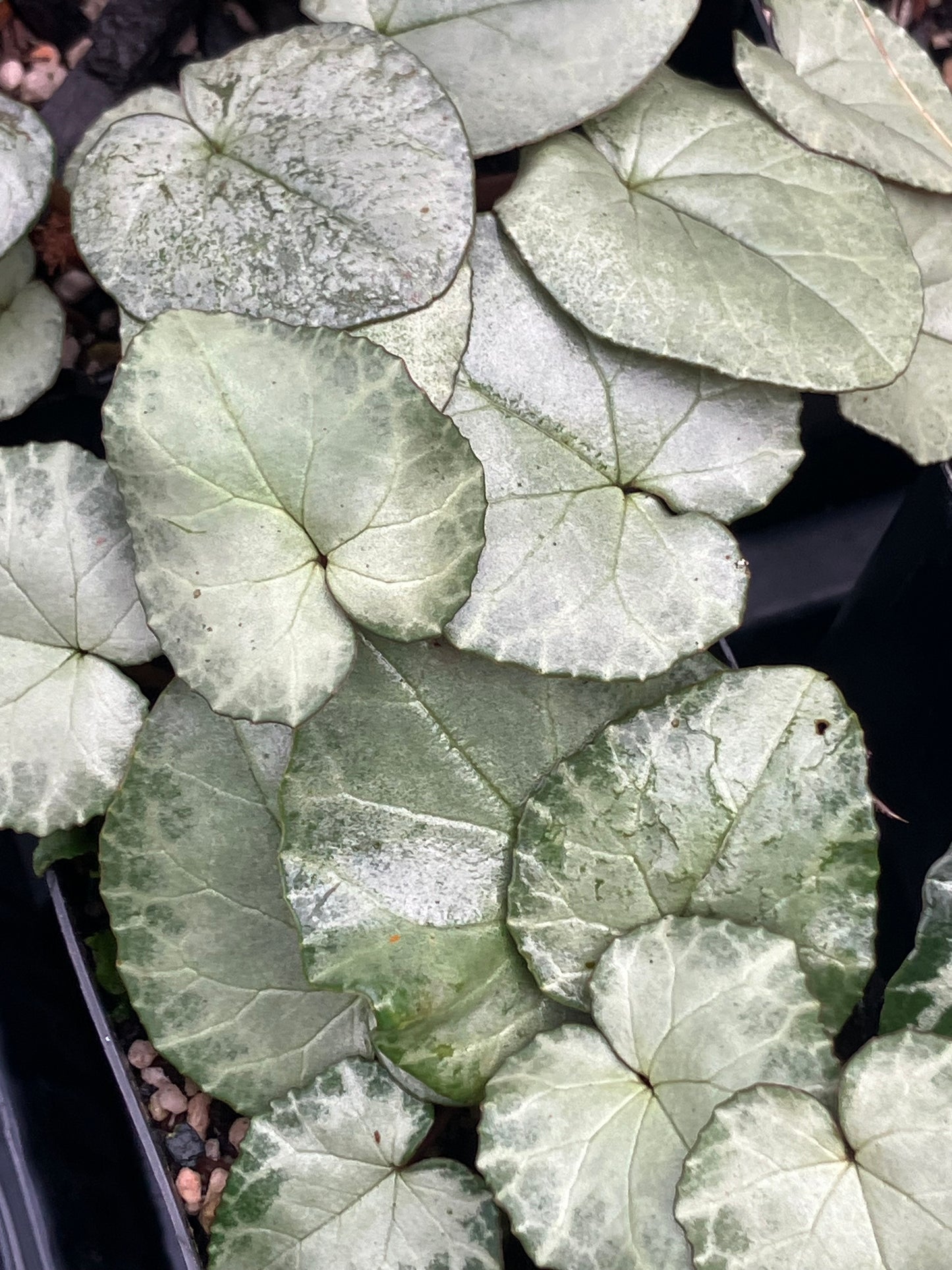 *RETAIL - Cyclamen hederifolium - [Silver arrow]